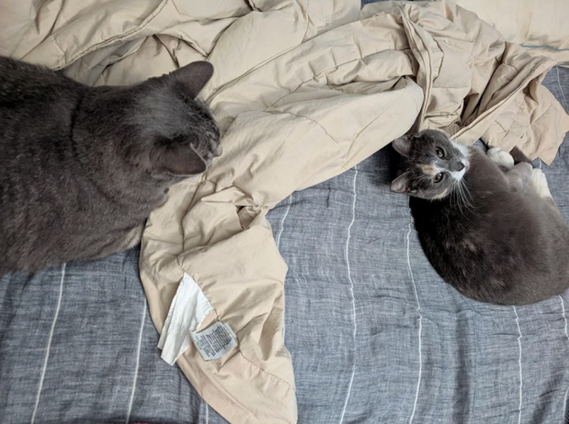 Cheezburger Image 10626580480