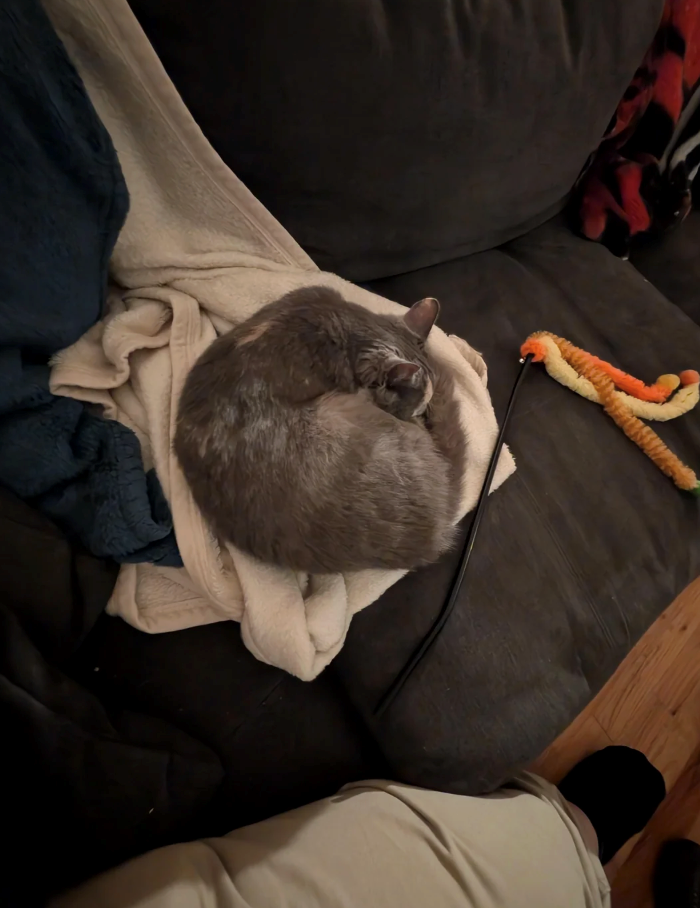 Cheezburger Image 10626580736