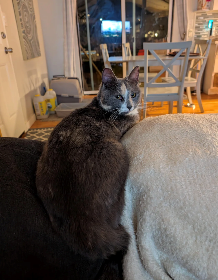 Cheezburger Image 10626580992