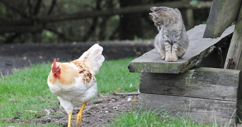 Cheezburger Image 10626581248