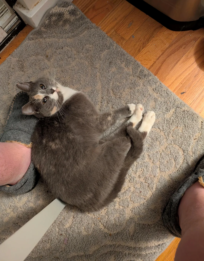 Cheezburger Image 10626582784