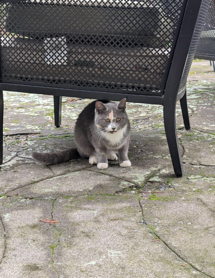 Cheezburger Image 10626583296