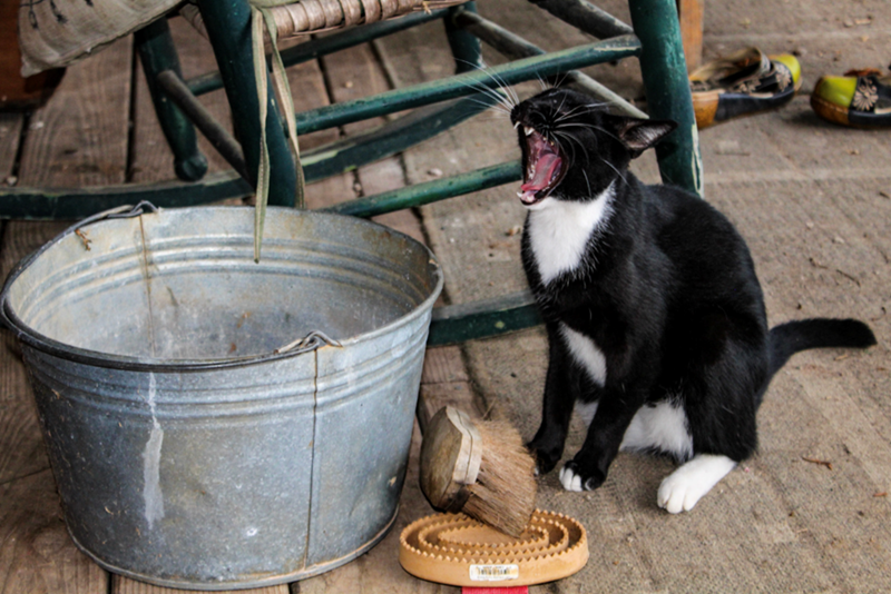 Cheezburger Image 10626583552