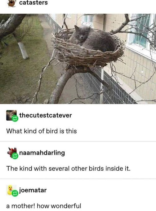 catasters thecutestcatever What kind of bird is this naamahdarling The kind with several other birds inside it. joematar a mother! how wonderful