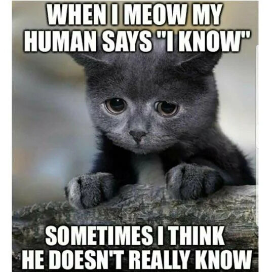 WHEN I MEOW MY HUMAN SAYS "I KNOW" SOMETIMES I THINK HE DOESN'T REALLY KNOW