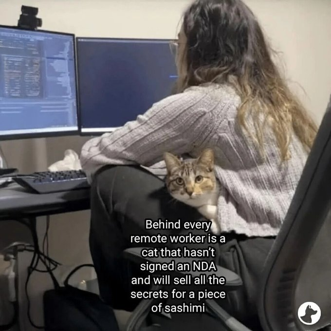 Behind every remote worker is a cat that hasn't signed an NDA and will sell all the secrets for a piece of sashimi