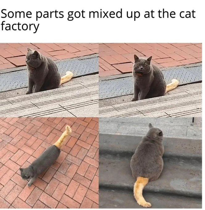 Some parts got mixed up at the cat factory