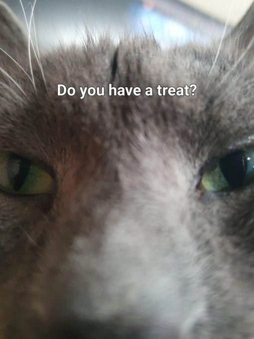 Do you have a treat?