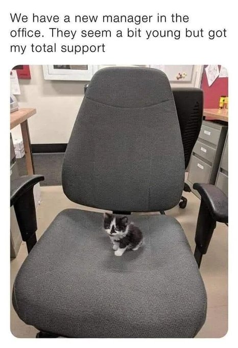 We have a new manager in the office. They seem a bit young but got my total support