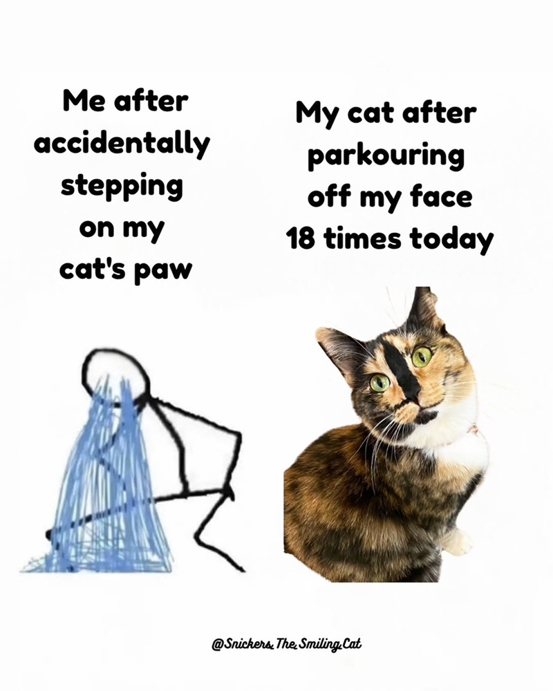 Me after accidentally stepping on my cat's paw My cat after parkouring off my face 18 times today @Snickers. The Smiling.Cat