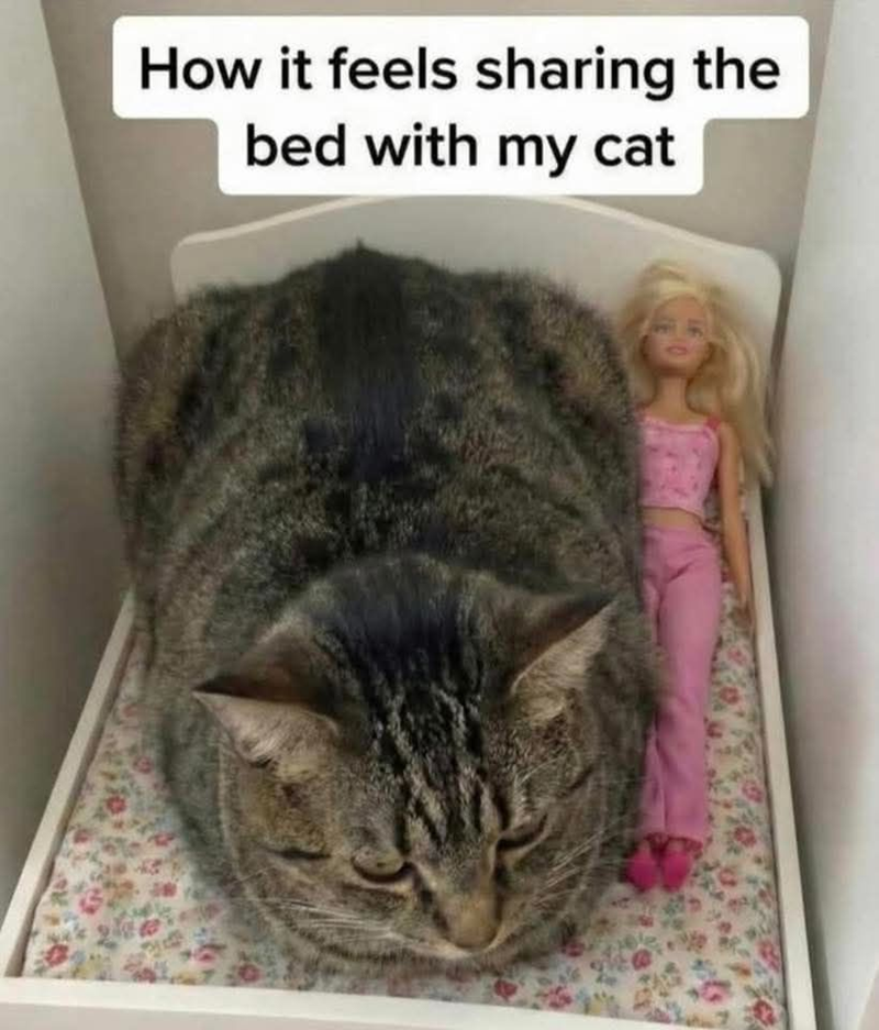 How it feels sharing the bed with my cat