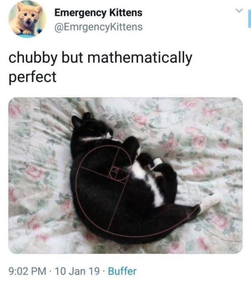 Emergency Kittens @EmrgencyKittens chubby but mathematically perfect 9:02 PM 10 Jan 19 Buffer