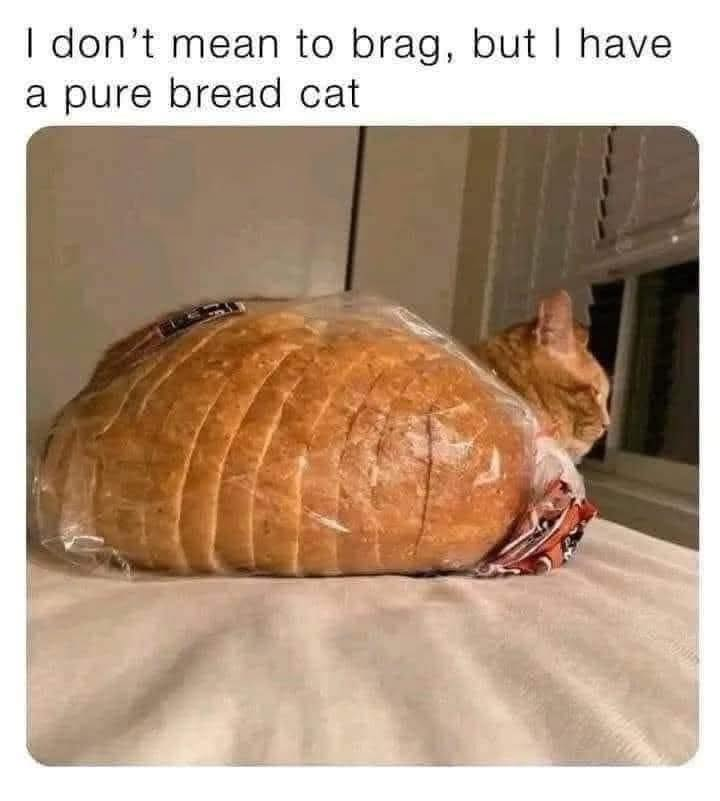 I don't mean to brag, but I have a pure bread cat