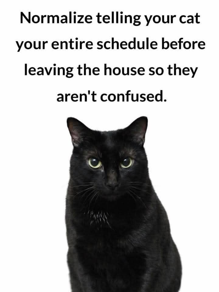 Normalize telling your cat your entire schedule before leaving the house so they aren't confused.