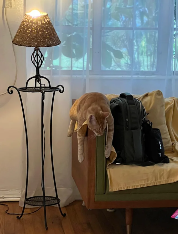 Cheezburger Image 10626614528