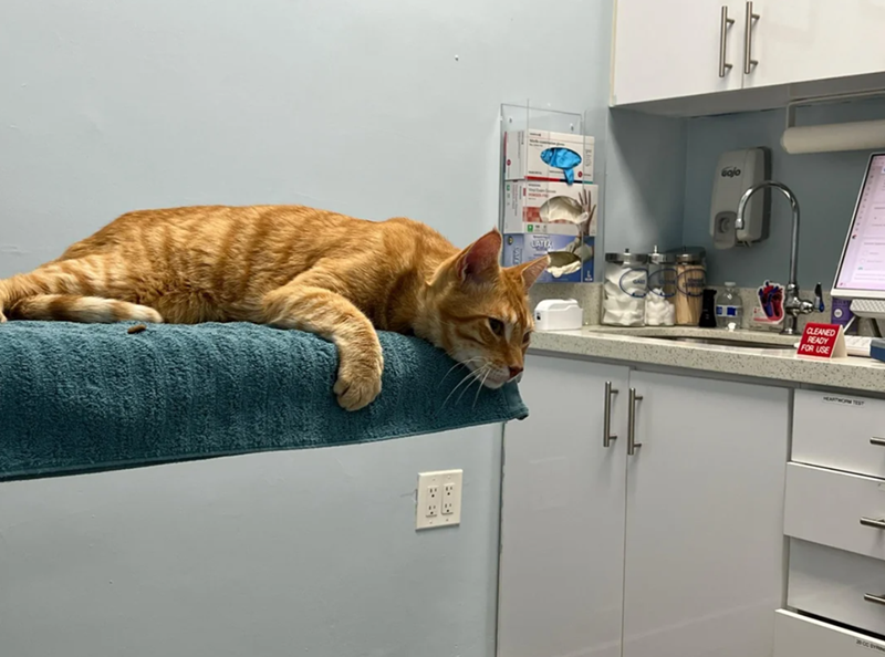 LATIA tt tt Gajo CLEANED READY FOR USE HEARTWORM TEST