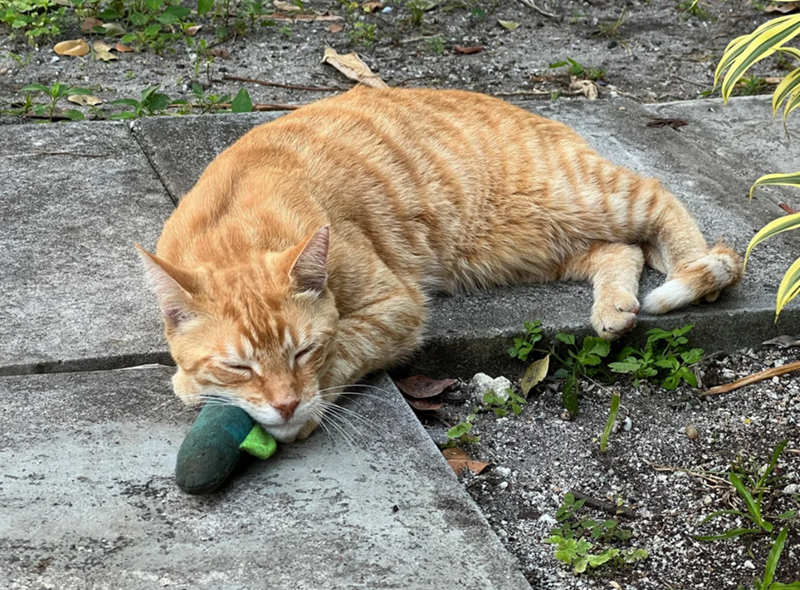 Cheezburger Image 10626615296