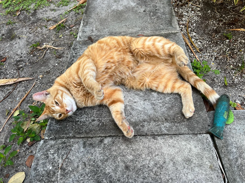 Cheezburger Image 10626615552