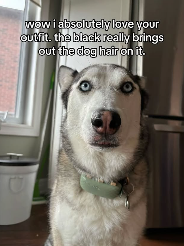 wow i absolutely love your outfit. the black really brings out the dog hair on it.