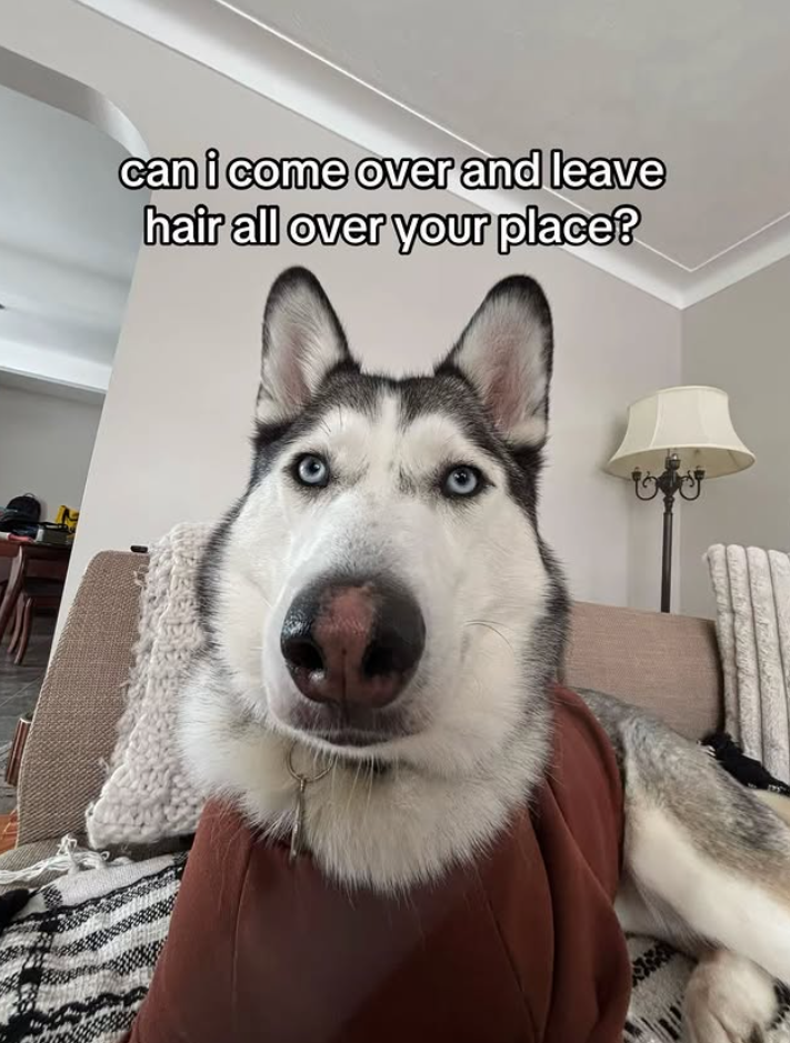 can i come over and leave hair all over your place?