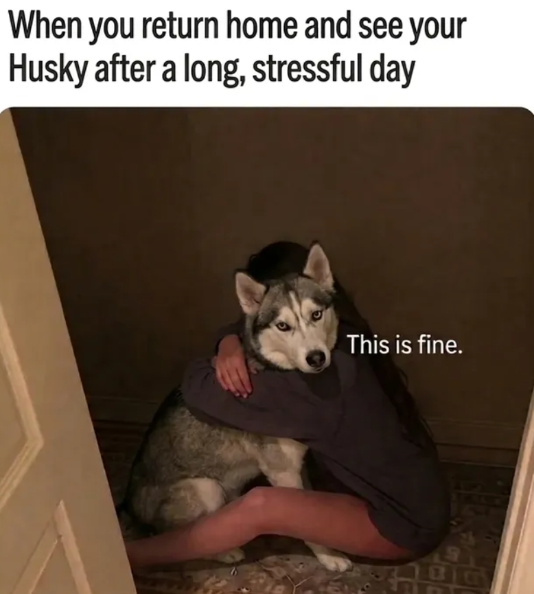 When you return home and see your Husky after a long, stressful day This is fine.