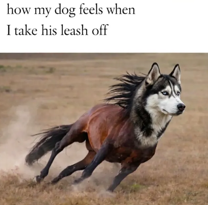 how my dog feels when I take his leash off