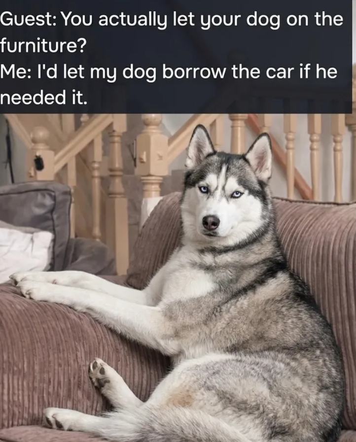 Guest: You actually let your dog on the furniture? Me: I'd let my dog borrow the car if he needed it.