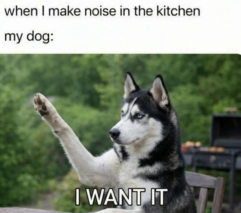 when I make noise in the kitchen my dog: I WANT IT