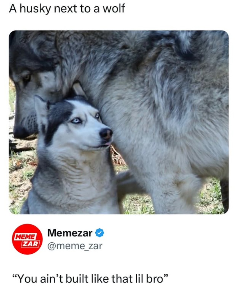 A husky next to a wolf MEME Memezar ZAR @meme_zar "You ain't built like that lil bro❞