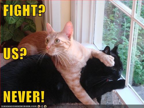 Cheezburger Image 10626636544