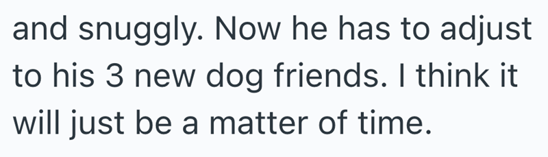 and snuggly. Now he has to adjust to his 3 new dog friends. I think it will just be a matter of time.