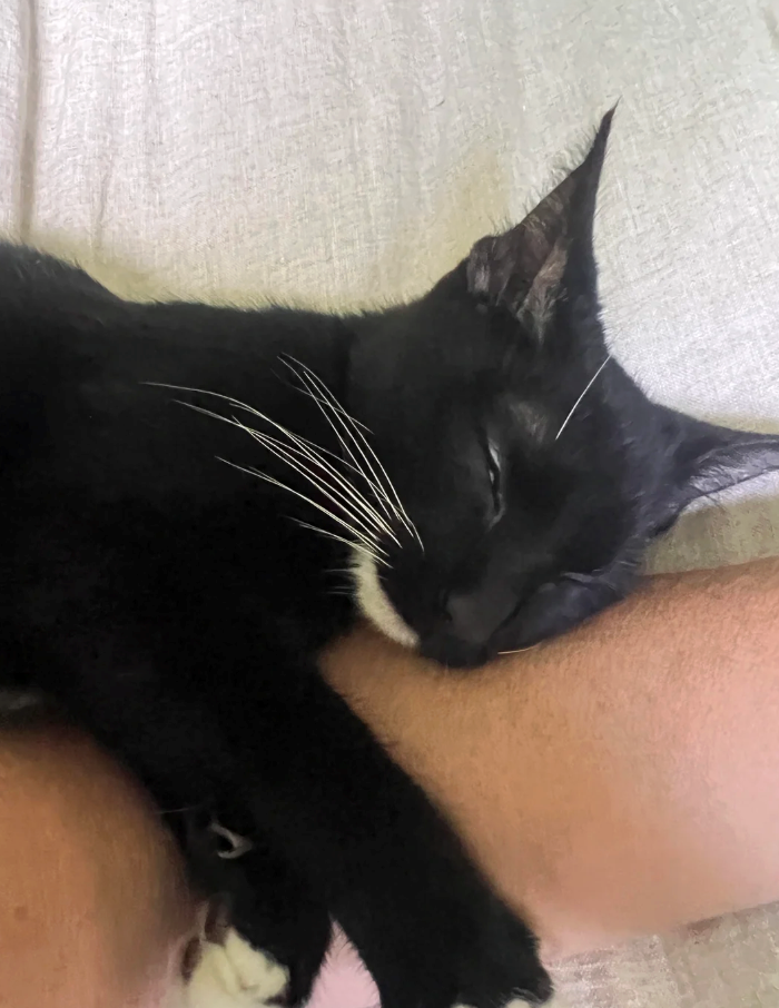 Cheezburger Image 10626637824