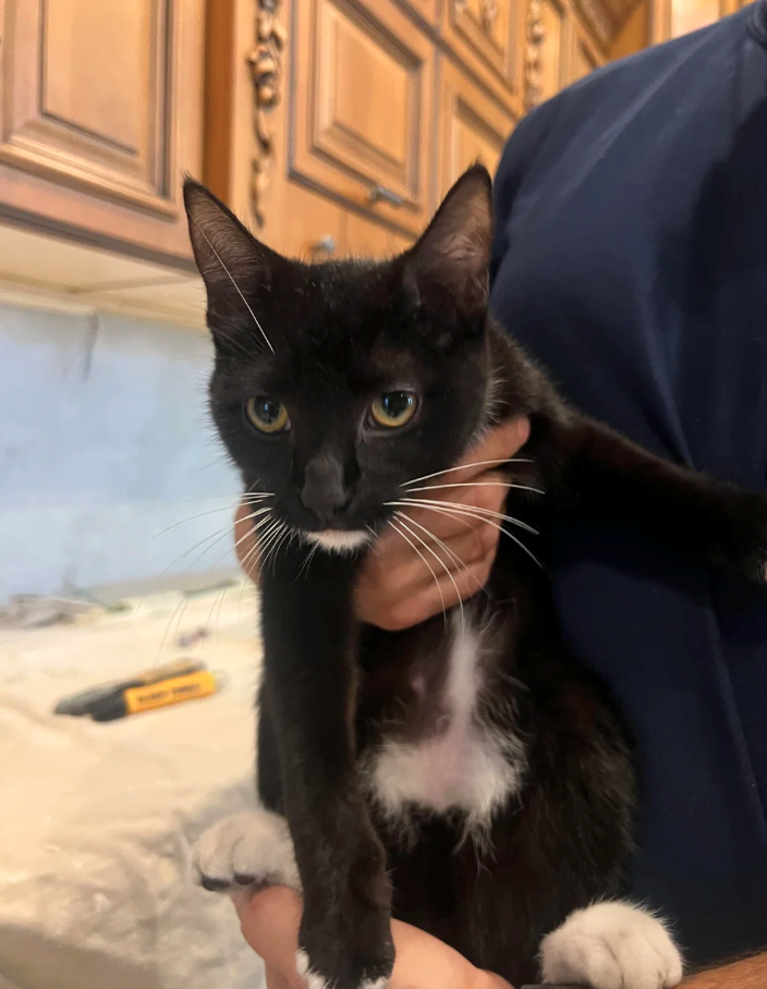 Cheezburger Image 10626638080