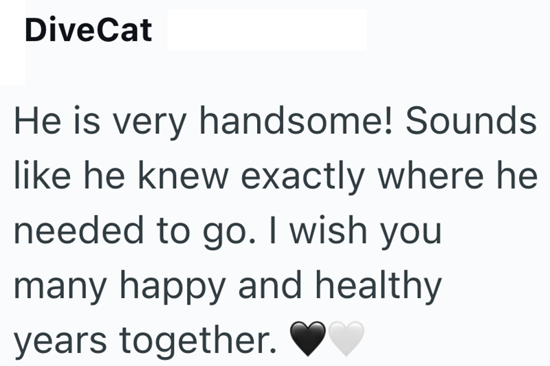 DiveCat He is very handsome! Sounds like he knew exactly where he needed to go. I wish you many happy and healthy years together.