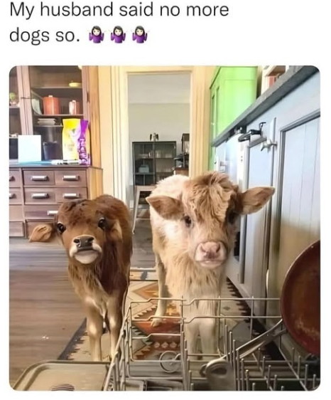 My husband said no more dogs so.