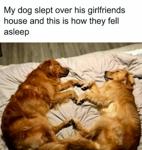 My dog slept over his girlfriends house and this is how they fell asleep