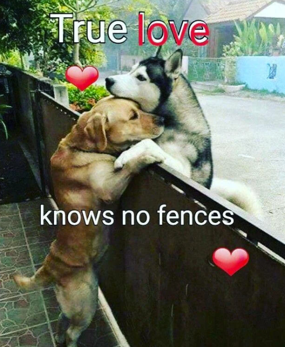 True love knows no fences