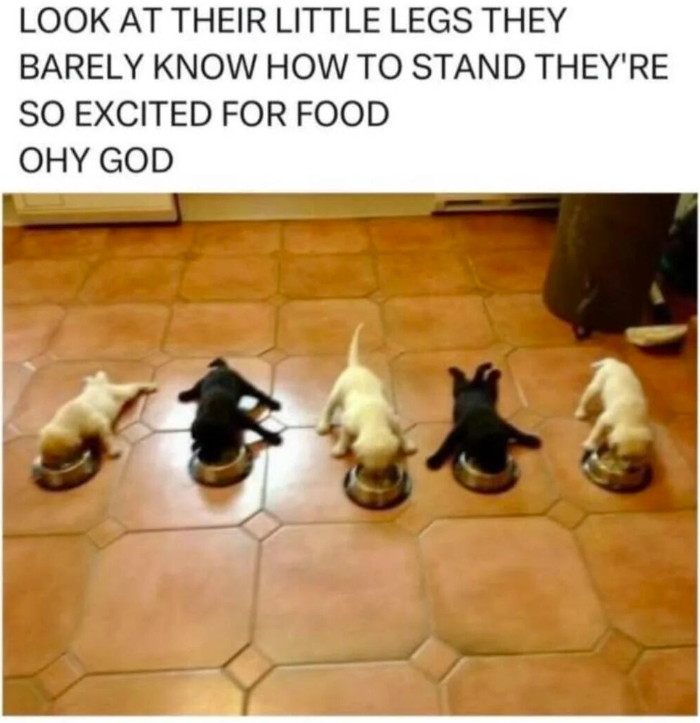 LOOK AT THEIR LITTLE LEGS THEY BARELY KNOW HOW TO STAND THEY'RE SO EXCITED FOR FOOD OHY GOD