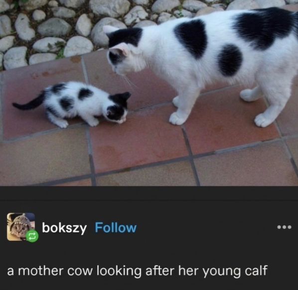 bokszy Follow a mother cow looking after her young calf