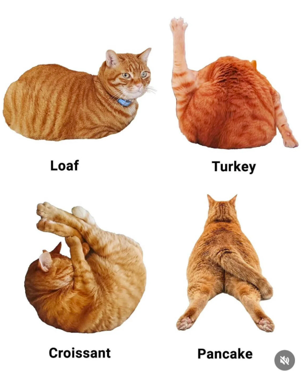 Loaf Turkey Croissant Pancake ♡