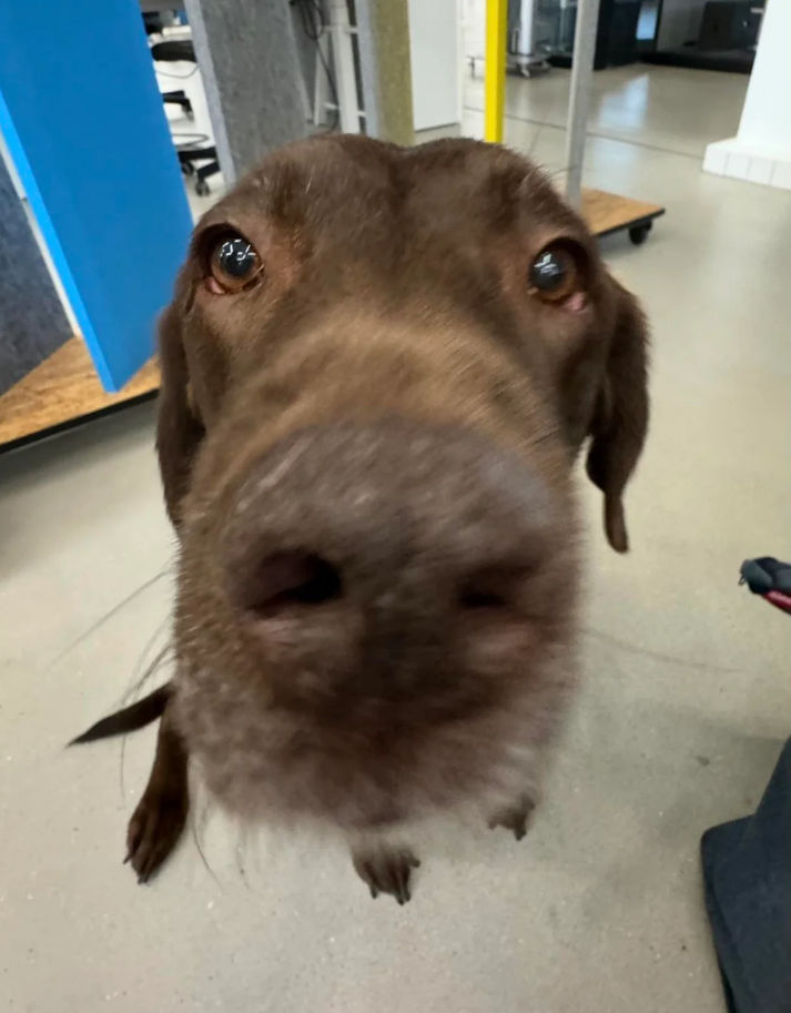 Cheezburger Image 10626651648