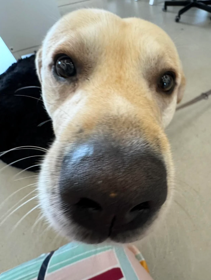 Cheezburger Image 10626652160