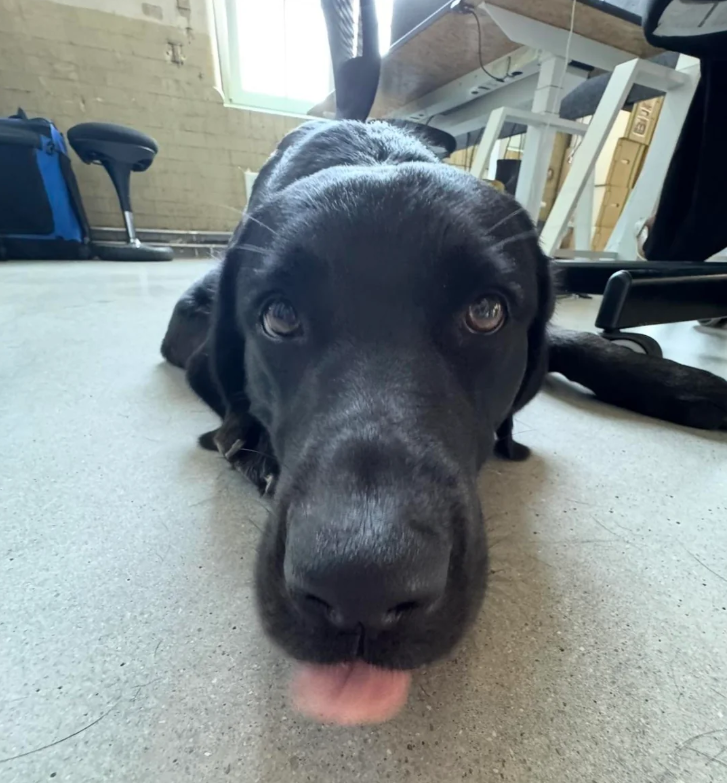 Cheezburger Image 10626653184