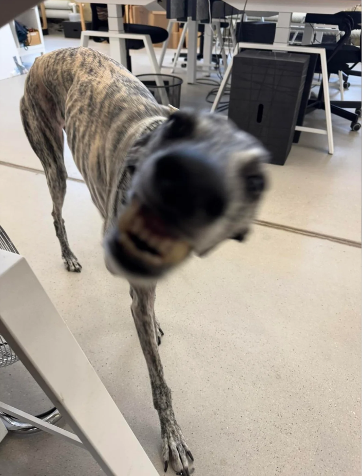 Cheezburger Image 10626653696