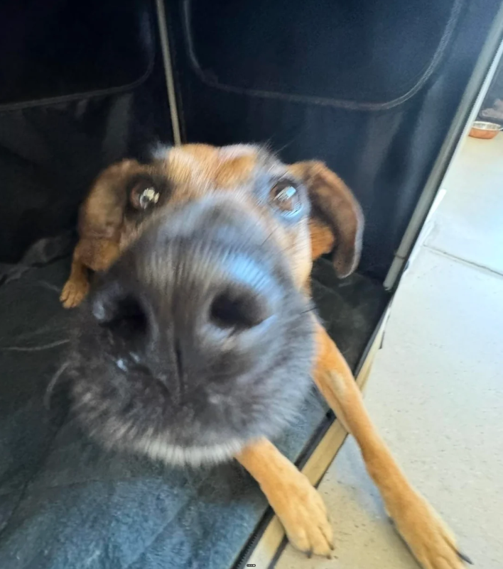 Cheezburger Image 10626653952