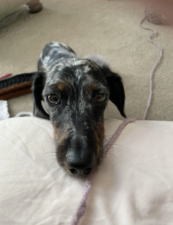 Cheezburger Image 10626654976