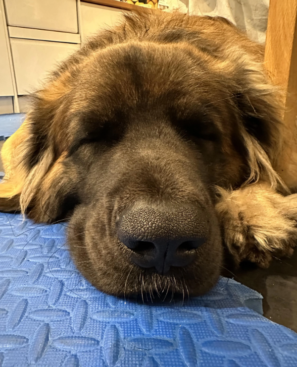 Cheezburger Image 10626655232