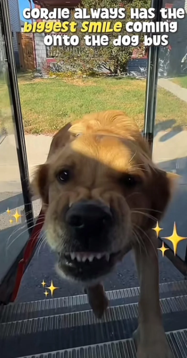 GORdie always наs tне biggest smile coming onto the dog bus