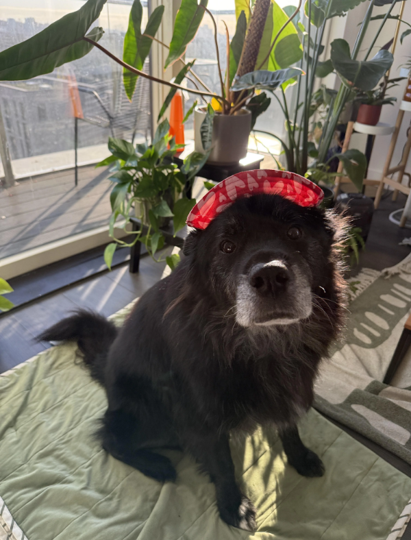 Cheezburger Image 10626655744