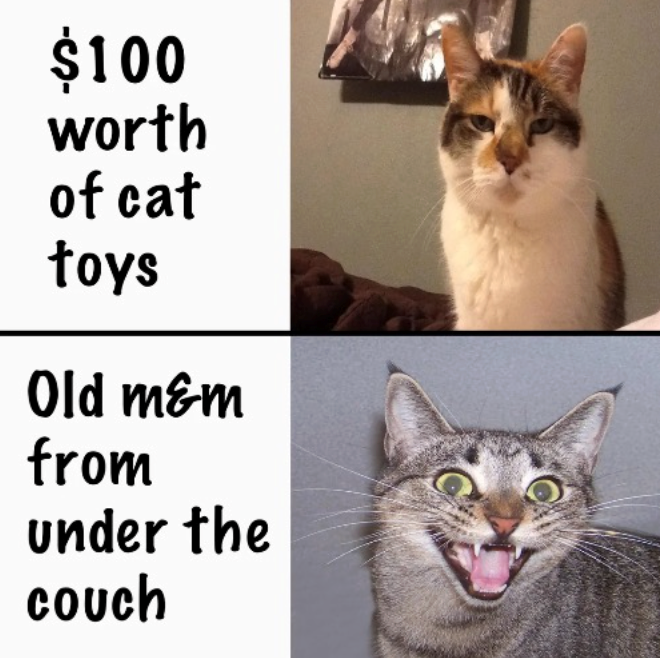 $100 worth of cat toys Old m&m from under the couch